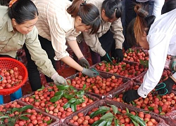 Trung Quốc và những bí quyết thúc đẩy tiêu thụ hàng nông sản