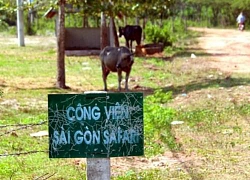 Vụ Sài Gòn Safari "treo" 14 năm" : Hàng loạt cơ quan chức năng TP.HCM bị quy trách nhiệm