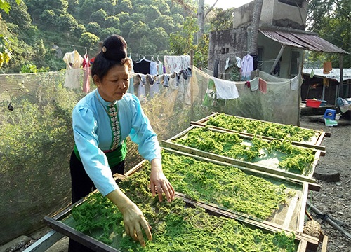 Vùng đất vớt rêu sông Mã rồi làm ra nhiều món ngon không tả nổi