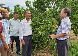 Biến đất đồi Trung Bộ thành "mỏ vàng" với chanh leo, cây dược liệu