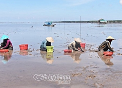 Cà Mau: Có một làng biển mà lại xây nhà sàn và nuôi nhiều dê