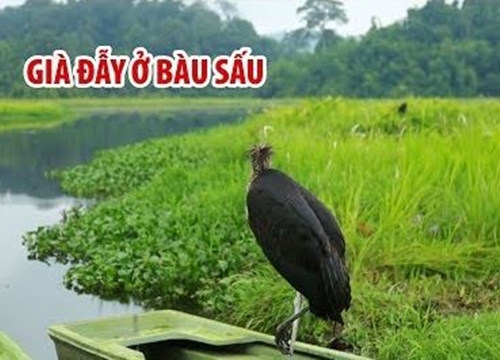 Chuyện về chú chim già đẫy Java ở Bàu Sấu