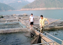 Coi sông Đà là cánh đồng nước, nuôi toàn cá ngon, bán đắt hàng