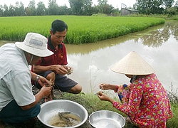 Tạo giống cây &#8211; con đặc thù để &#8220;trị&#8221; hạn mặn đất chín rồng