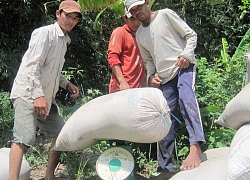 Thiếu hợp đồng lớn, khó tiêu thụ lúa hè thu