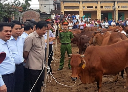 Tìm sinh kế mới cho nông hộ trắng tay sau dịch tả lợn châu Phi