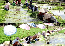 Trăm người dầm nước ở làng trồng rau cần lớn nhất Đồng Nai