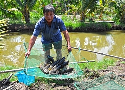 Cà Mau: Nuôi loài bống bự, ở đây đốt đuốc không tìm ra hộ nghèo