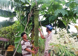 Chuối lạ "mắn đẻ" hơn 100 nải, chủ nhân nói sẽ đào hố sâu cho chuối đẻ hết mới thôi