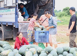 Dưa hấu được giá, nông dân xứ Lạng phấn khởi "đội nắng" thu hoạch