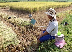 Giá lúa hè thu giảm, lại nỗi lo giải cứu