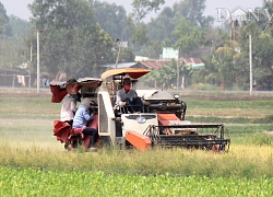 Trồng lúa khó giàu, Tây Ninh giảm diện tích lúa, trái cây lên ngôi