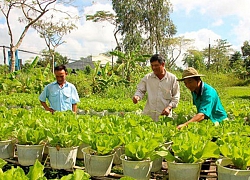 Nông dân Sóc Trăng học Bác, giúp nhau vượt khó, làm giàu