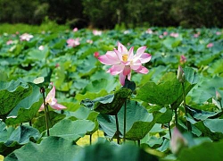 Trầm trồ: Ngàn đóa sen hồng nở rộ giữa rừng tràm lớn nhất An Giang