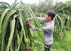 Bắt tay với doanh nghiệp quảng bá đặc sản cho nông dân làm giàu