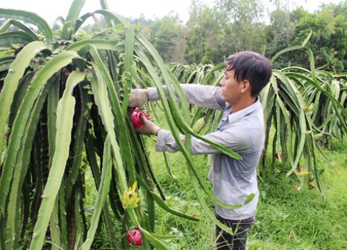 Bắt tay với doanh nghiệp quảng bá đặc sản cho nông dân làm giàu