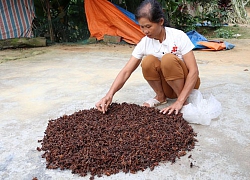 Đùm cơm đi mót loài hoa thơm lừng ở các cánh rừng Lạng Sơn