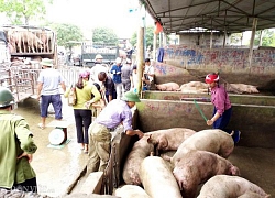 Giá heo hơi hôm nay 5/7: Khắp nơi lên giá, chợ lợn Hà Nam bán chạy