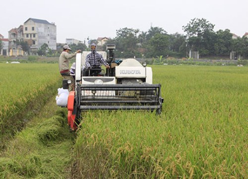 Khắc phục "điểm đen" ngành lúa gạo: Cần chuỗi liên kết đúng nghĩa