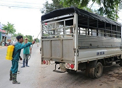 Lâm Đồng công bố dịch tả lợn Châu Phi, thực hiệp cấp bách 4 nội dung