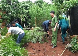 Lâm Đồng: Phát hiện rẫy cà phê trồng xen lẫn cần sa