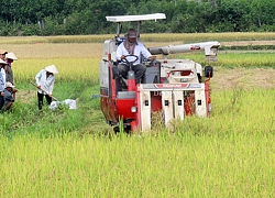 Mưa liên miên, giá lúa giảm, nông dân mất lời