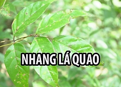 Người phụ nữ miền Tây chế tạo nhang cực thơm từ lá quao