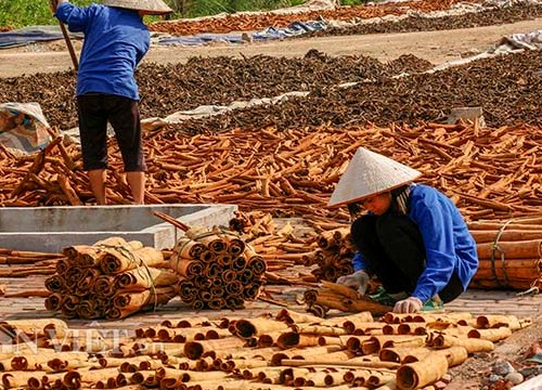 Ở đây dân í ới gọi nhau đi làm từ tờ mờ sáng, càng nắng càng vui