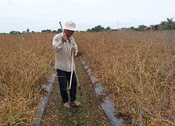 Tây Ninh: Giá ớt chỉ thiên lên 100 ngàn/ký, dân hái không kịp bán