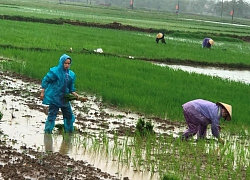 Thanh Hóa: Tranh thủ mưa bão, trời mát nông dân đổ xô đi cấy