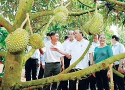 140 đặc sản đất Đăk Lăk sẽ lên đời nhờ OCOP