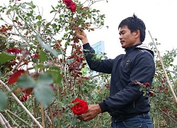 Chàng trai sở hữu vườn hoa hồng có chậu bán đến 150 triệu đồng