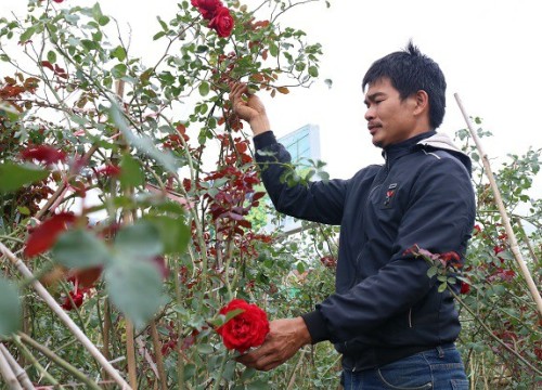 Chàng trai sở hữu vườn hoa hồng có chậu bán đến 150 triệu đồng