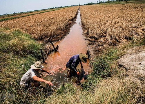 Đồng bằng sông Cửu Long: Đối diện hạn hán