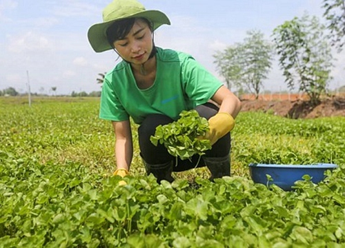 TP.HCM: Người phụ nữ trồng rau má trên đất thép Củ Chi, 'bỏ túi' vài tỷ đồng mỗi năm