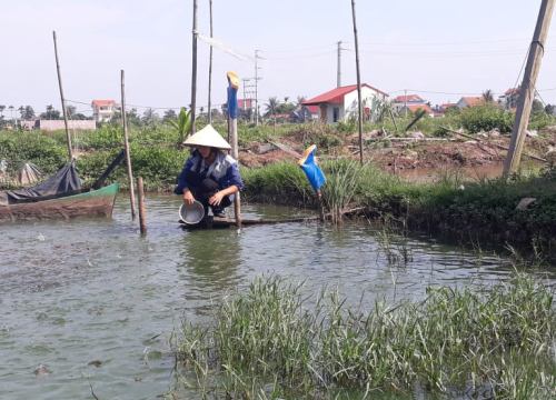 Bỏ nghề kế toán, gái đảm về quê nuôi ếch và cá rô đầu vuông