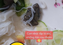 Đang ăn bún thịt nướng, cô gái rùng mình khi phát hiện "chú nhái lấp ló trong hộp"