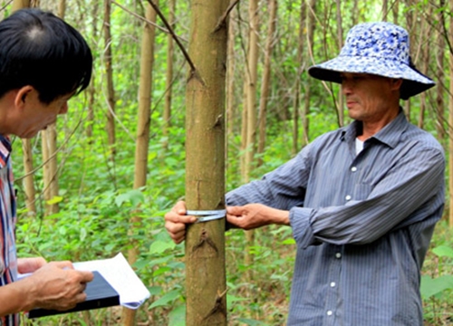 Gỡ rào cản, lâm sản lập kỷ lục