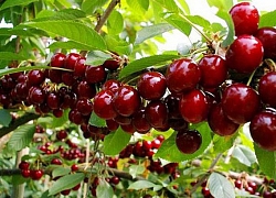 Học cách trồng cherry trong chậu, tưởng chết rũ ai ngờ mỗi ngày thu 300 quả