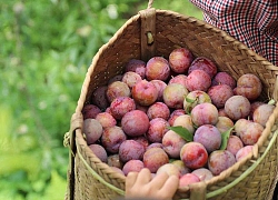 Mộc Châu mùa mận chín