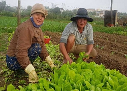 Nắng như thiêu đốt: Ớt không trái, cà không quả, rau mọc cháy hết