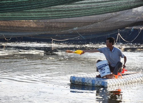 Nông dân Nghệ An mua thêm máy sục, căng lưới chống nắng cho tôm