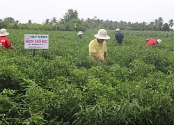 Nông dân thu nhập "khủng" từ mô hình trồng cây ớt dưới chân ruộng