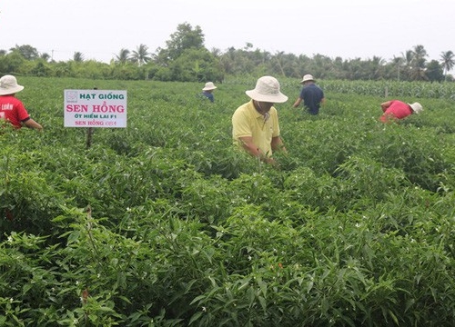 Nông dân thu nhập "khủng" từ mô hình trồng cây ớt dưới chân ruộng