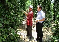 Quảng Nam: Vay vốn trồng tiêu, nuôi bò, nhiều nông dân phất lên