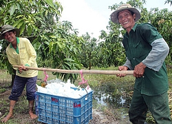 Tận thấy cuộc sống bình yên, dân làm ăn khấm khá ở Châu Thành A