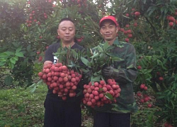 &#8220;Thủ phủ&#8221; vải thiều Bắc Giang thắng lớn, giá cao nhất 60 năm qua