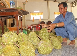 An Giang: Giàu lên nhờ 8ha sầu riêng, cây nào trái cũng đầy cành