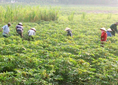 Bệnh khảm lá gây hại khắp nơi, Tây Ninh vẫn quyết duy trì trồng sắn