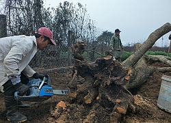 Bỏ lúa trồng hoa đào, nông dân Thường Tín có thu nhập mơ ước